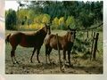 Cabalos para xogar en liña