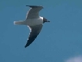 Aves mariñas para xogar en liña